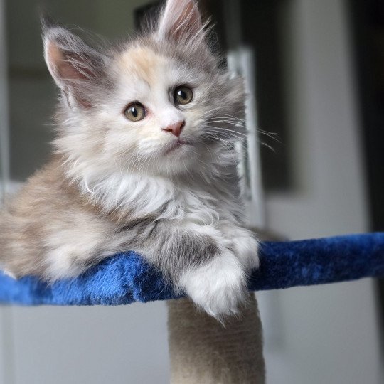 chaton Maine coon black tortie smoke & blanc XENON Elevage de maine coon L'Or sauvage