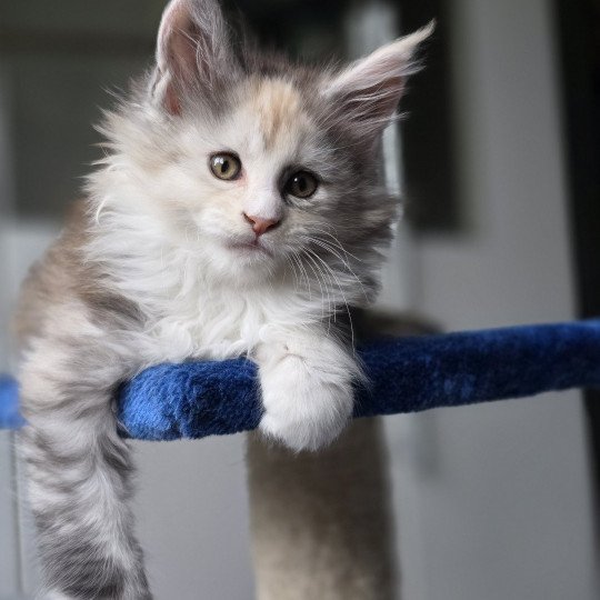 chaton Maine coon black tortie smoke & blanc XENON Elevage de maine coon L'Or sauvage