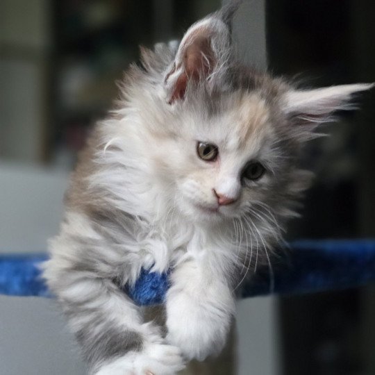 chaton Maine coon black tortie smoke & blanc XENON Elevage de maine coon L'Or sauvage