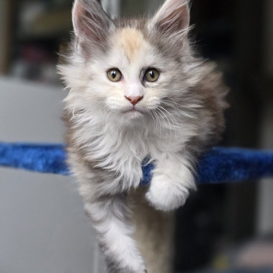 chaton Maine coon black tortie smoke & blanc XENON Elevage de maine coon L'Or sauvage
