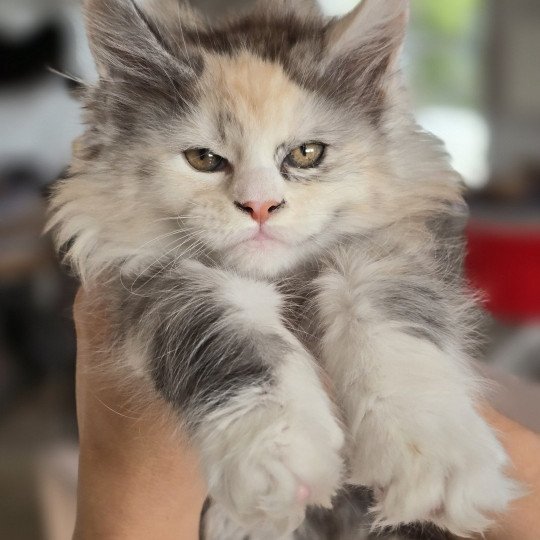 chaton Maine coon black tortie smoke & blanc XENON Elevage de maine coon L'Or sauvage