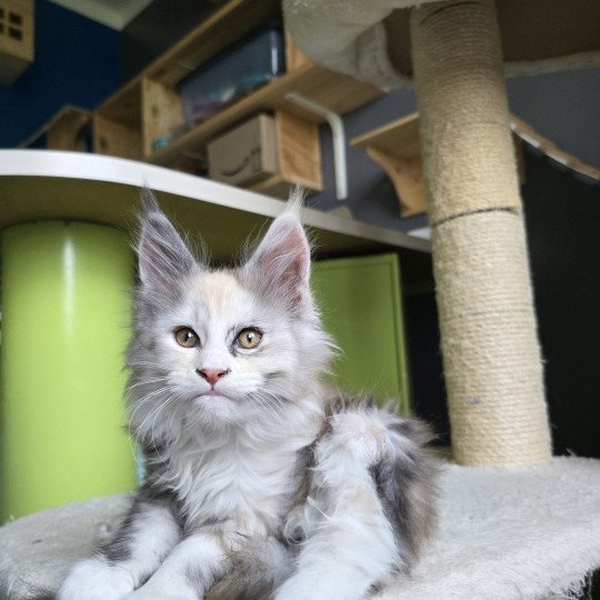 chaton Maine coon black tortie smoke & blanc XENON Elevage de maine coon L'Or sauvage