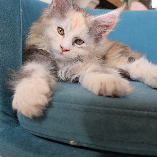 chaton Maine coon black tortie smoke & blanc XENON Elevage de maine coon L'Or sauvage