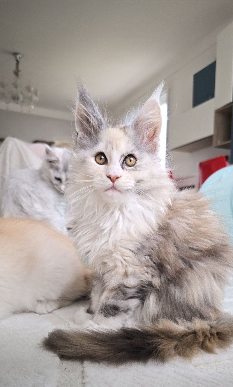 XENON de L'Or sauvage Femelle Maine coon