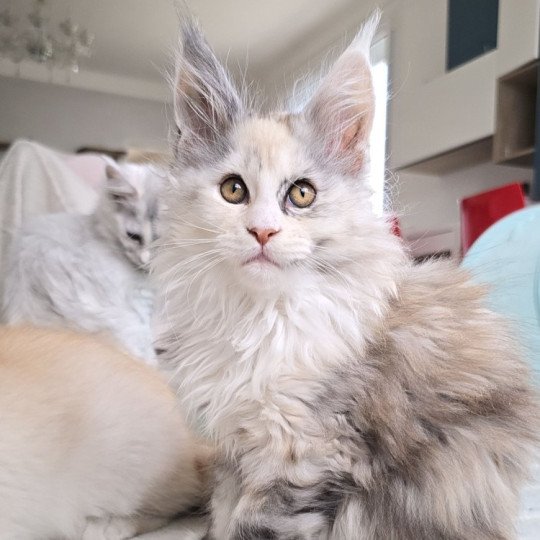 XENON de L'Or sauvage Femelle Maine coon