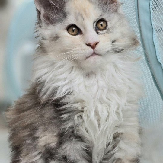 chaton Maine coon black tortie smoke & blanc XENON Elevage de maine coon L'Or sauvage