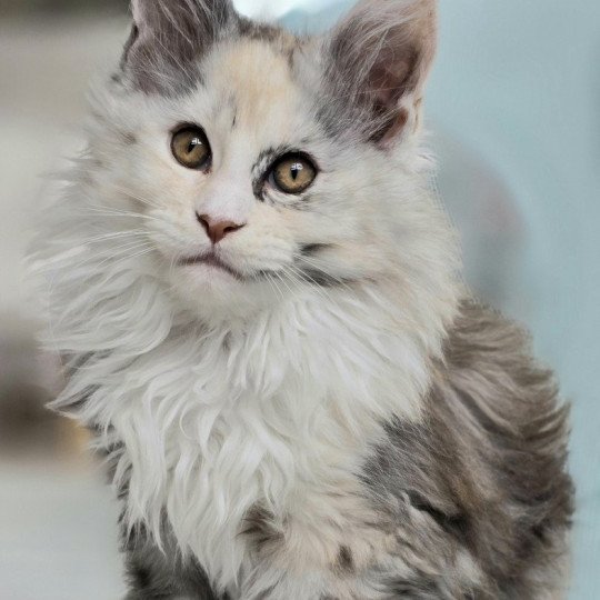 chaton Maine coon black tortie smoke & blanc XENON Elevage de maine coon L'Or sauvage