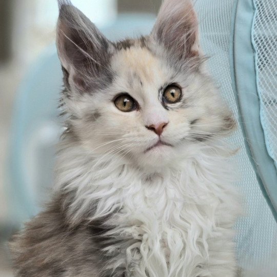 chaton Maine coon black tortie smoke & blanc XENON Elevage de maine coon L'Or sauvage