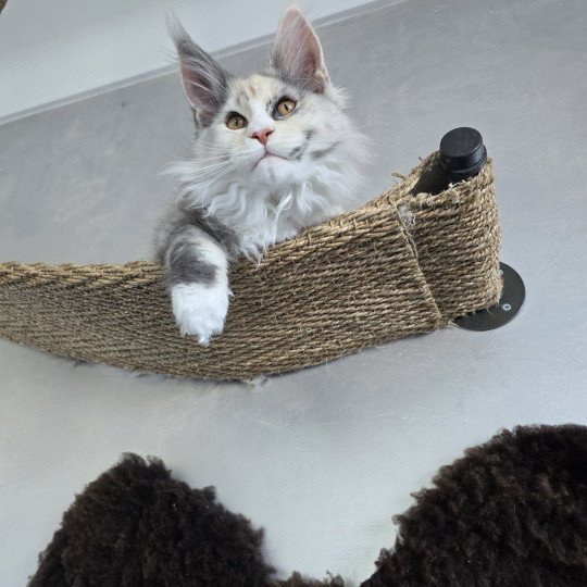 chaton Maine coon black tortie smoke & blanc XENON Elevage de maine coon L'Or sauvage