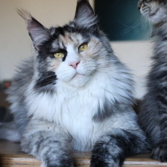 chat Maine coon black tortie smoke & blanc Yina Elevage de maine coon L'Or sauvage