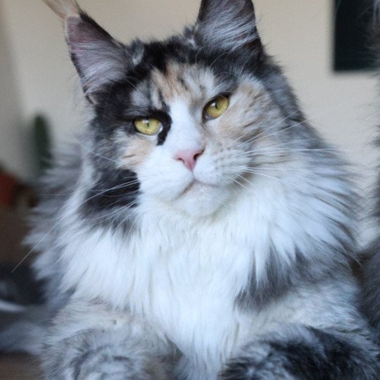 chat Maine coon black tortie smoke & blanc Yina Elevage de maine coon L'Or sauvage