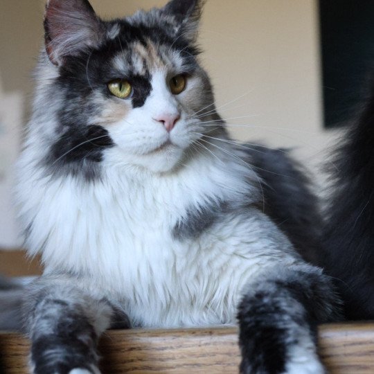 chat Maine coon black tortie smoke & blanc Yina Elevage de maine coon L'Or sauvage