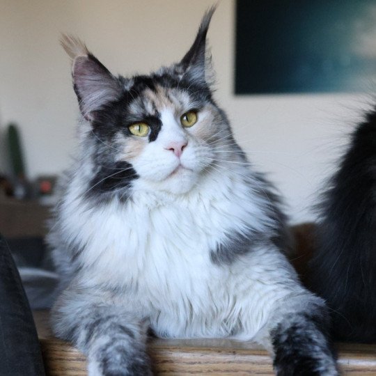 chat Maine coon black tortie smoke & blanc Yina Elevage de maine coon L'Or sauvage