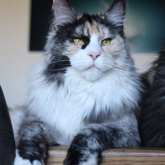 chat Maine coon black tortie smoke & blanc Yina Elevage de maine coon L'Or sauvage