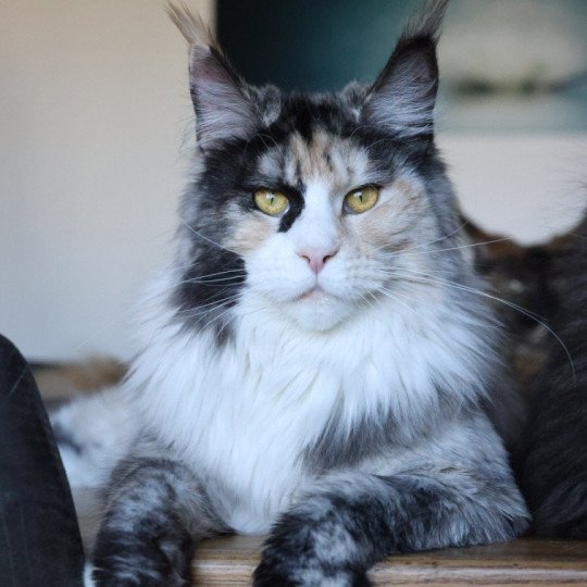 chat Maine coon black tortie smoke & blanc Yina Elevage de maine coon L'Or sauvage