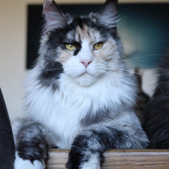 chat Maine coon black tortie smoke & blanc Yina Elevage de maine coon L'Or sauvage