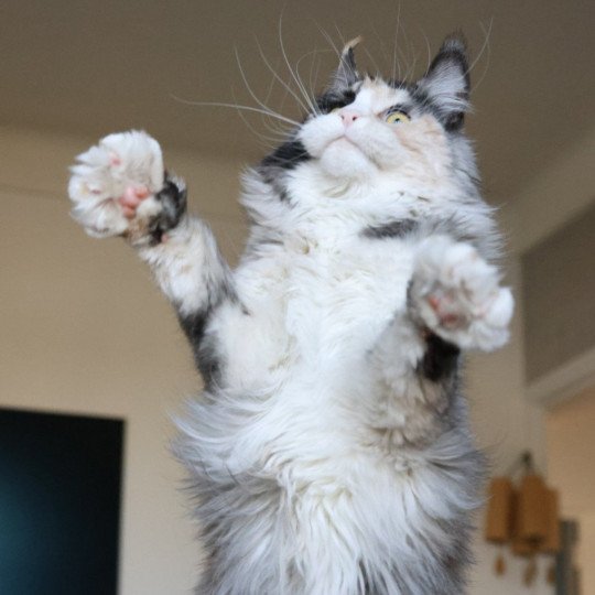 chat Maine coon black tortie smoke & blanc Yina Elevage de maine coon L'Or sauvage