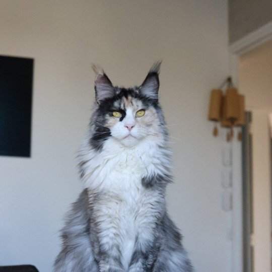 chat Maine coon black tortie smoke & blanc Yina Elevage de maine coon L'Or sauvage