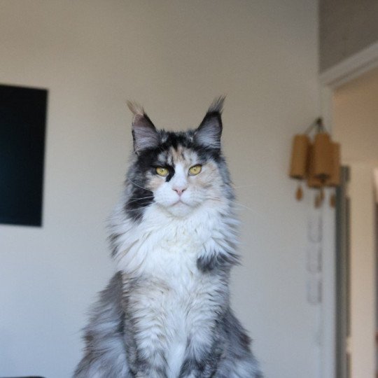 chat Maine coon black tortie smoke & blanc Yina Elevage de maine coon L'Or sauvage