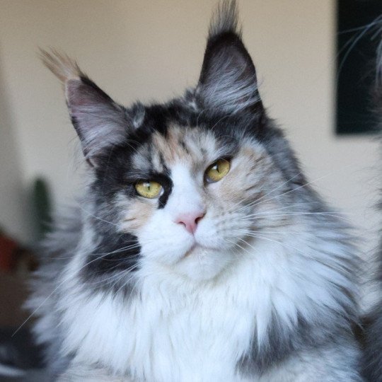 Yina DE L'OR SAUVAGE Femelle Maine coon
