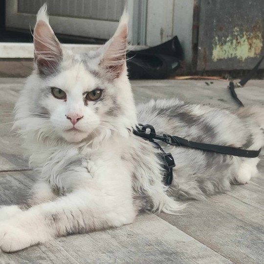 Yopo DE L'OR SAUVAGE Femelle Maine coon