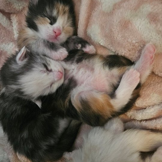 chaton Maine coon black tortie smoke & blanc Yopo Maine Coon de L'Or sauvage