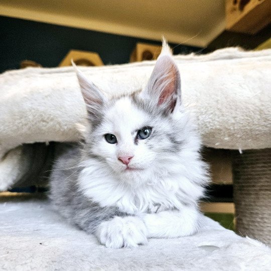 chaton Maine coon black tortie smoke & blanc Yopo Maine Coon de L'Or sauvage