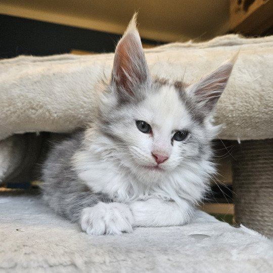 chaton Maine coon black tortie smoke & blanc Yopo Maine Coon de L'Or sauvage