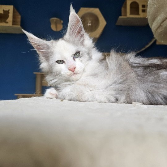 chaton Maine coon black tortie smoke & blanc Yopo Maine Coon de L'Or sauvage