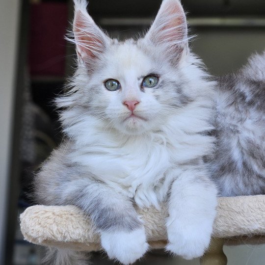 chaton Maine coon black tortie smoke & blanc Yopo Maine Coon de L'Or sauvage