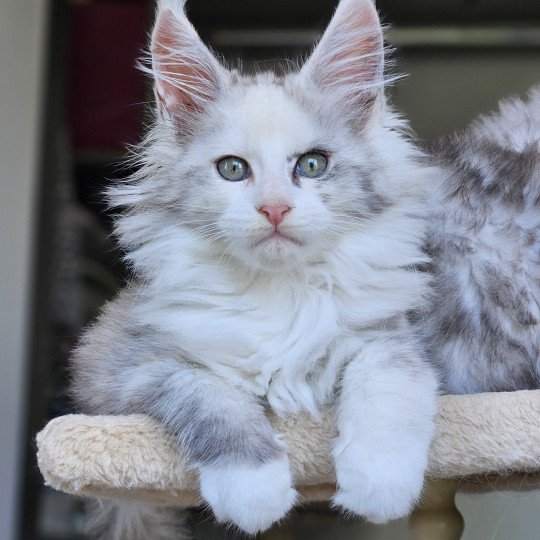 chaton Maine coon black tortie smoke & blanc Yopo Maine Coon de L'Or sauvage