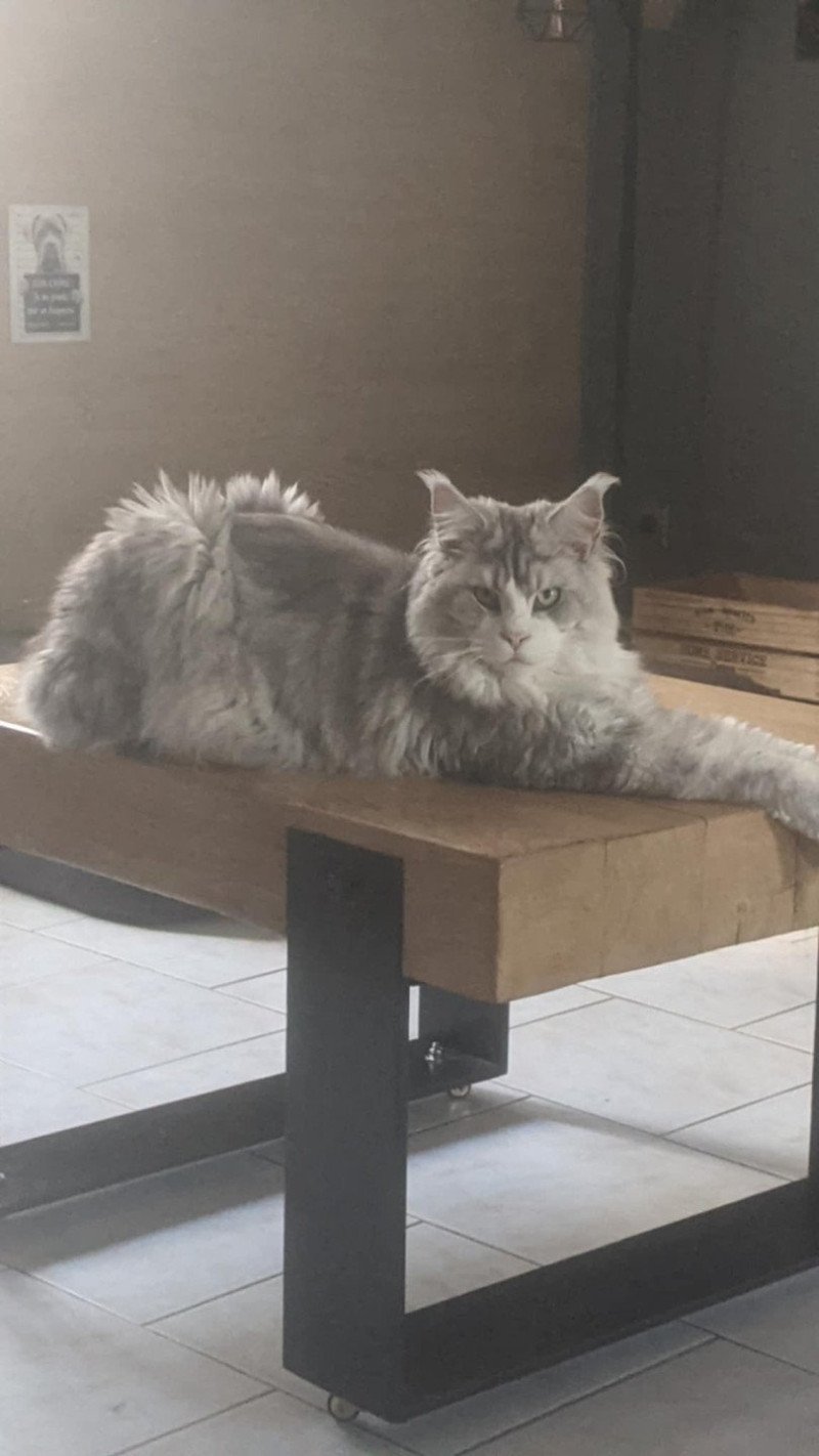Yoshi DE L'OR SAUVAGE Mâle Maine coon