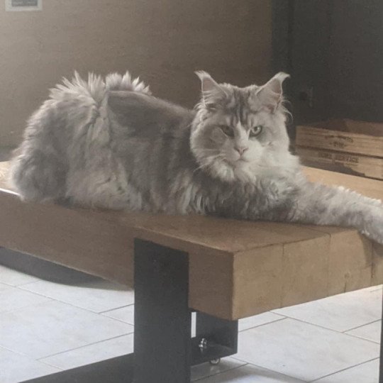 chaton Maine coon black silver blotched tabby & blanc Yoshi Elevage de maine coon L'Or sauvage