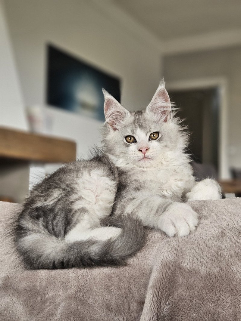 Yoshi DE L'OR SAUVAGE Mâle Maine coon