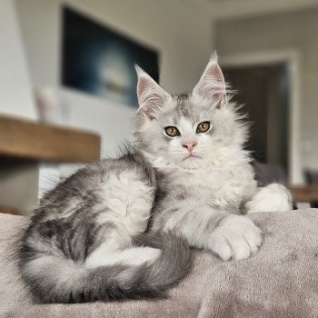 chaton Maine coon black silver blotched tabby & blanc Yoshi Maine Coon de L'Or sauvage chaton Maine coon black silver blotched tabby & blanc Yoshi Maine Coon de L'Or sauvage