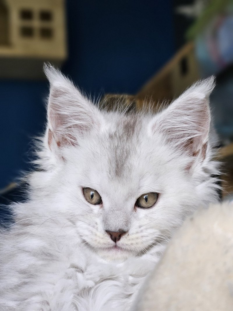 Zéphir DE L'OR SAUVAGE Femelle Maine coon