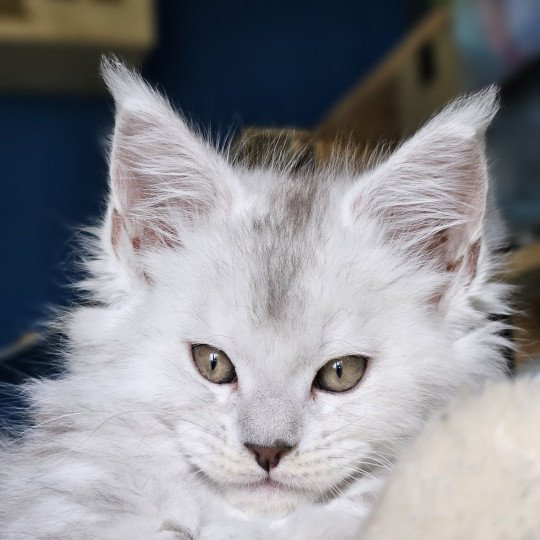 Zéphir DE L'OR SAUVAGE Femelle Maine coon