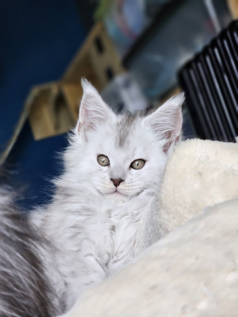 Zéphir DE L'OR SAUVAGE Femelle Maine coon