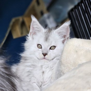 chaton Maine coon black tortie Zéphir Maine Coon de L'Or sauvage chaton Maine coon black tortie Zéphir Maine Coon de L'Or sauvage
