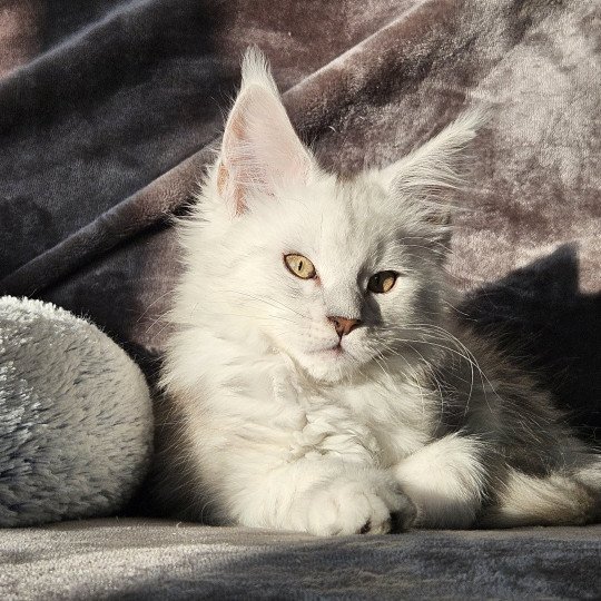 chaton Maine coon black tortie Zéphir Maine Coon de L'Or sauvage