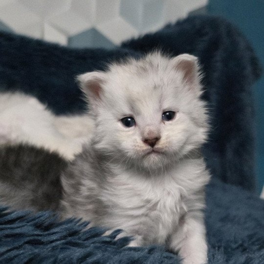 chaton Maine coon black silver shaded ZORION Elevage de maine coon L'Or sauvage