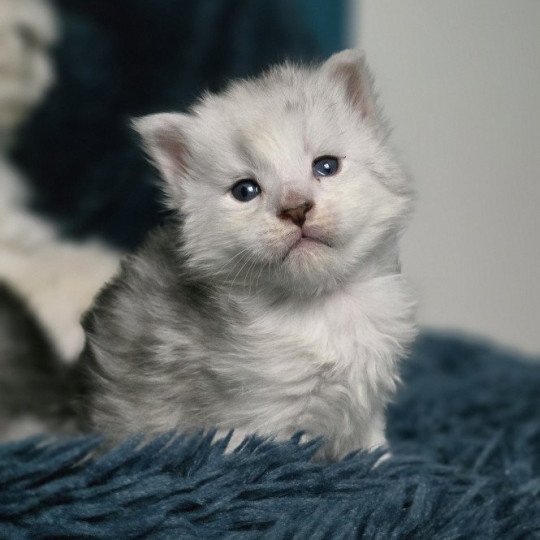chaton Maine coon black silver shaded ZORION Elevage de maine coon L'Or sauvage