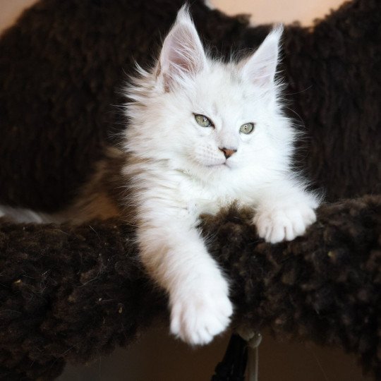 chaton Maine coon black silver shaded ZORION Elevage de maine coon L'Or sauvage