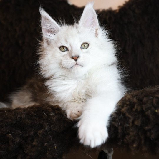 chaton Maine coon black silver shaded ZORION Elevage de maine coon L'Or sauvage