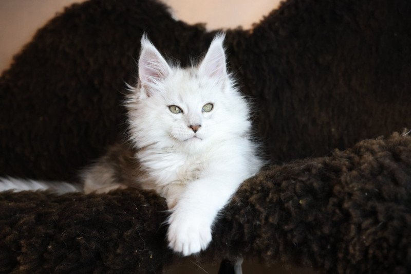 ZORION DE L'OR SAUVAGE Mâle Maine coon