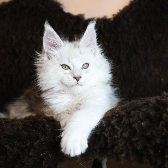 ZORION DE L'OR SAUVAGE Mâle Maine coon