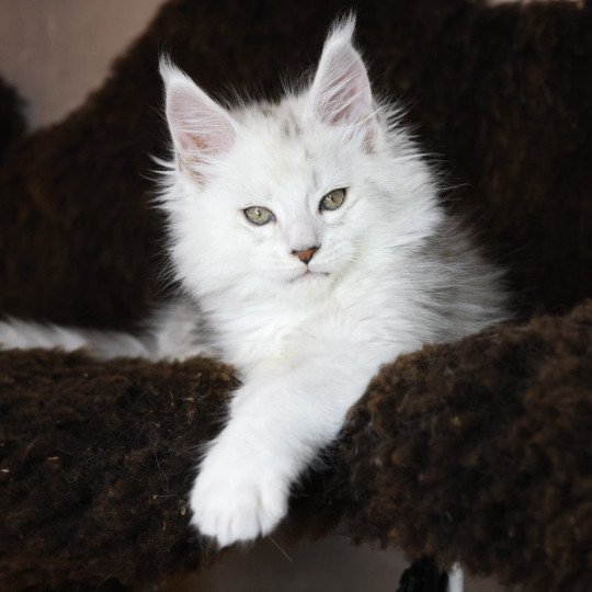 chaton Maine coon black silver shaded ZORION Elevage de maine coon L'Or sauvage