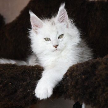 chaton Maine coon black silver shaded ZORION Elevage de maine coon L'Or sauvage chaton Maine coon black silver shaded ZORION Elevage de maine coon L'Or sauvage
