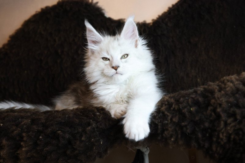 ZORION DE L'OR SAUVAGE Mâle Maine coon