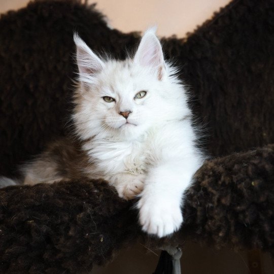 chaton Maine coon black silver shaded ZORION Elevage de maine coon L'Or sauvage